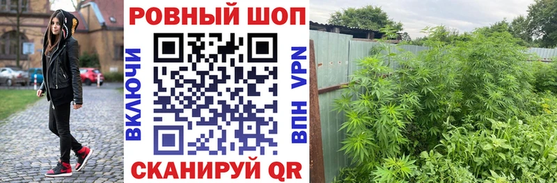 Где купить Дно ГАШ  Alpha-PVP  Cocaine  Меф мяу мяу  Псилоцибиновые грибы  LSD-25  Конопля 